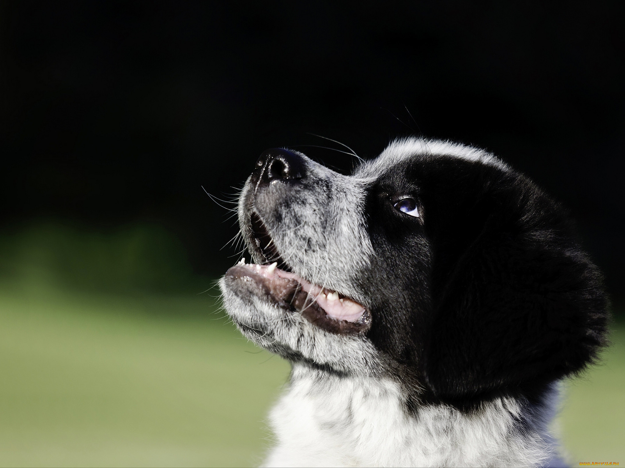 , , , , , great, pyrenees-newfoundland, mix